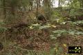 Altbergbaugebiet II (Eisenerz) bei Leubetha nahe Adorf, Vogtland, Sachsen, (D) (13) 16. September 2013 teilweise verfüllte Pinge an der Hermsgrüner Straße.JPG